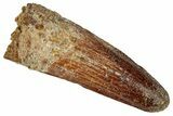 Fossil Spinosaurus Tooth - Real Dinosaur Tooth #327601-1